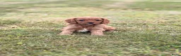 Cavapoo dogs for sale: Beautiful Cavapoo Litter of five for sale.  - Advert 15