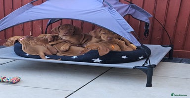 Hungarian Vizsla dogs - Advert 10