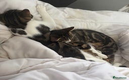 Bengal cats for sale: Brother and sister 5months old  - Advert 3