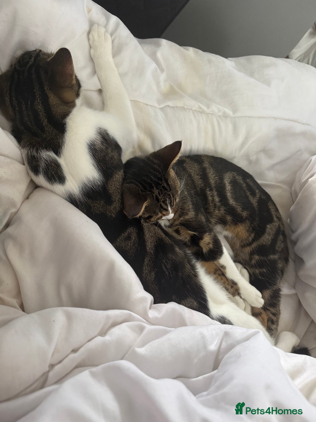 Bengal cats for sale: Brother and sister 5months old  - Advert 3