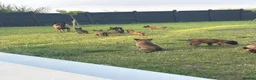 Belgian Shepherd Dog dogs for sale: Belgian shepards manolis  - Advert 19