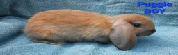 Mini Lop rabbits for sale: 5 Beautiful Baby Mini Lops - Advert 4