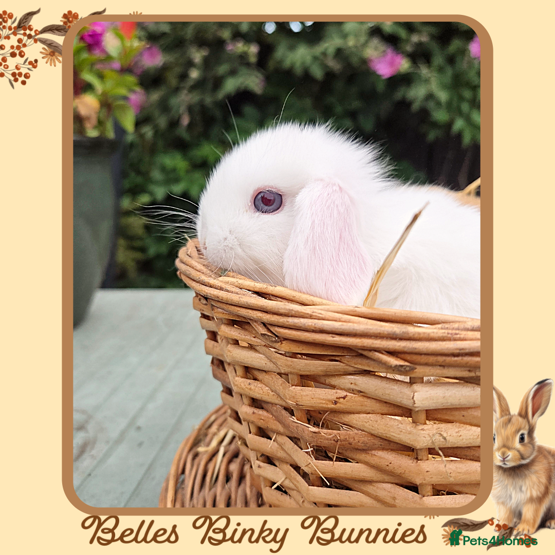 Mini Lop rabbits for sale: 🧡 Blue Eyed Baby Mini Lops - For Reserve - Image 3