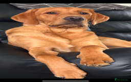 Labrador Retriever dogs for sale: KC Labrador pups - Image 2