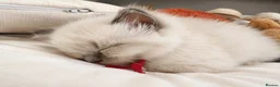 Ragdoll cats for sale:  🐾 Pure Ragdoll Kittens – The Summer Litter ☀️  - Advert 8