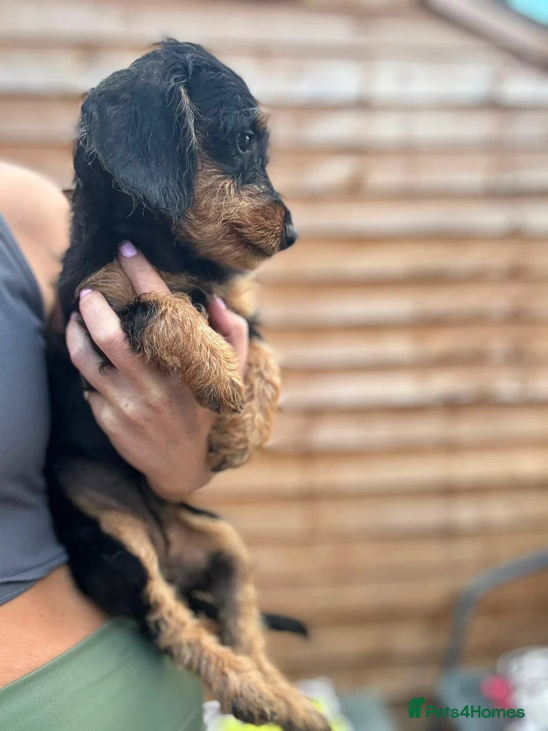 Doxiepoo dogs for sale: puppy  - Advert 2