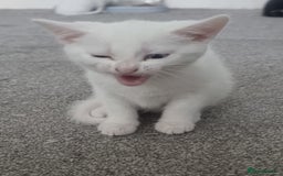 Turkish Angora cats for sale: Turkish Angora X Kittens Ready for New Homes  - Image 5