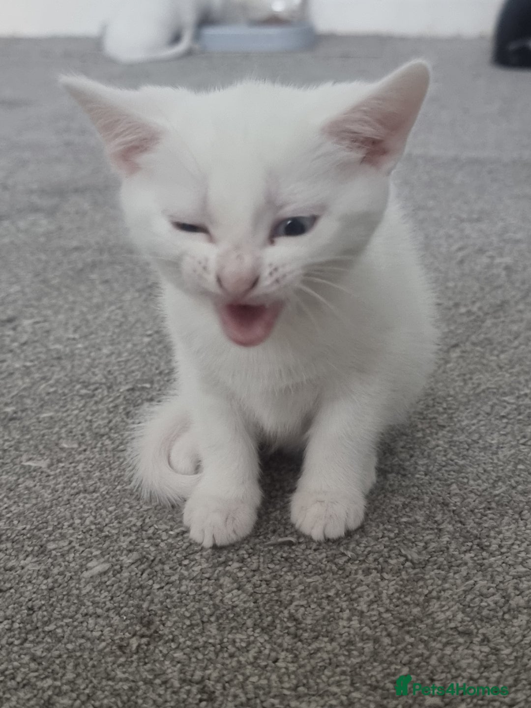 Turkish Angora cats for sale: Turkish Angora X Kittens Ready for New Homes  - Image 5