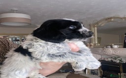 Cockapoo dogs for sale: F1 cockerpoos  - Image 11
