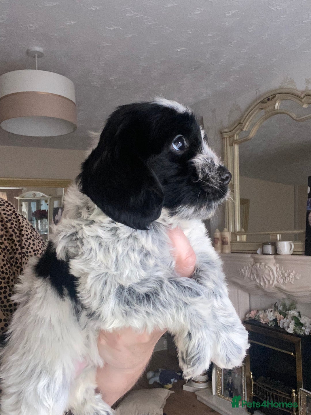 Cockapoo dogs for sale: F1 cockerpoos  - Image 11