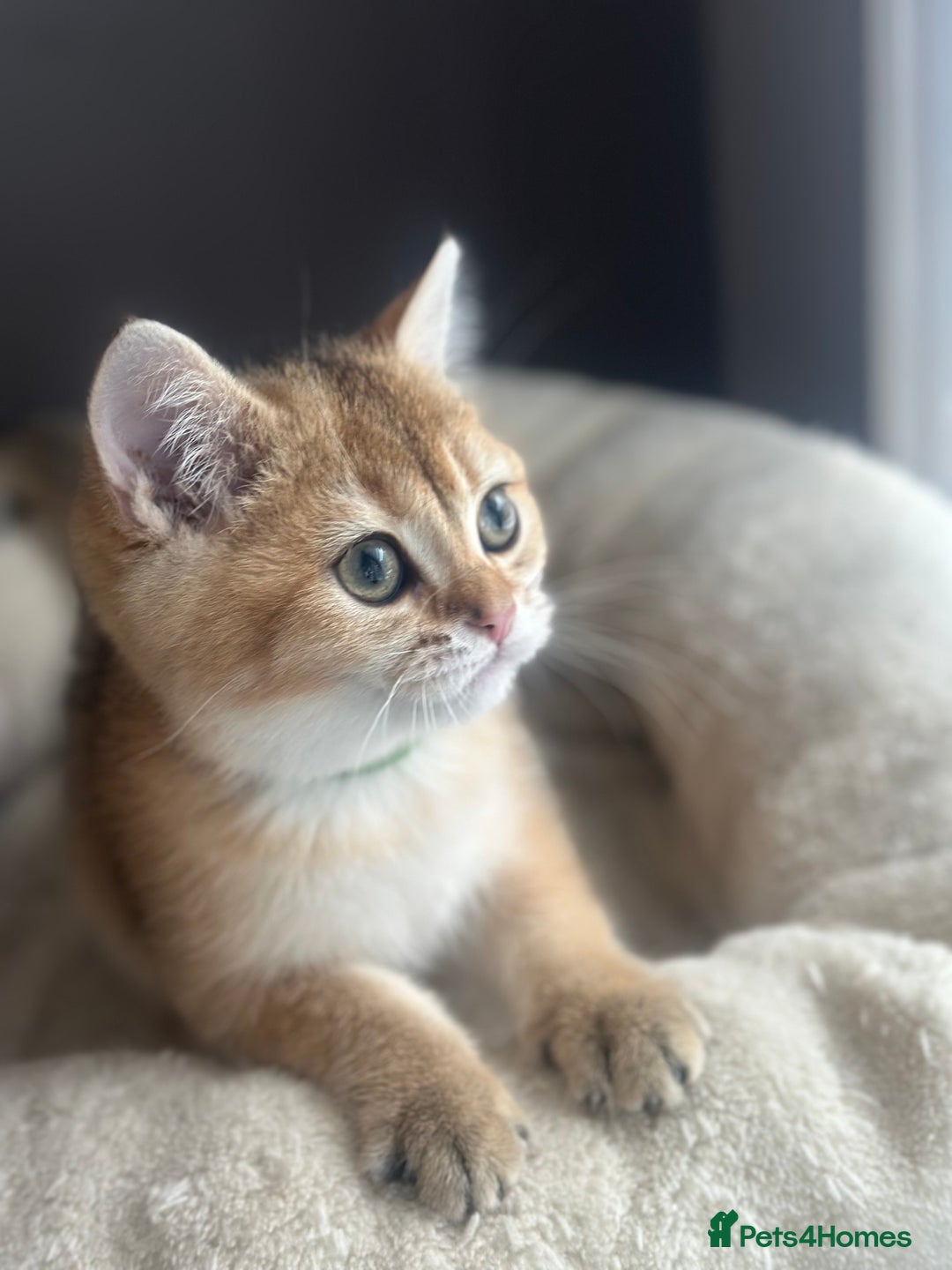 British Shorthair cats for sale: ‼️READY NOW‼️ 2 kittens left  - Advert 24