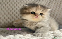 Persian cats for sale: 4 Beautiful Pure Persian Kittens PKD Neg - Image 4