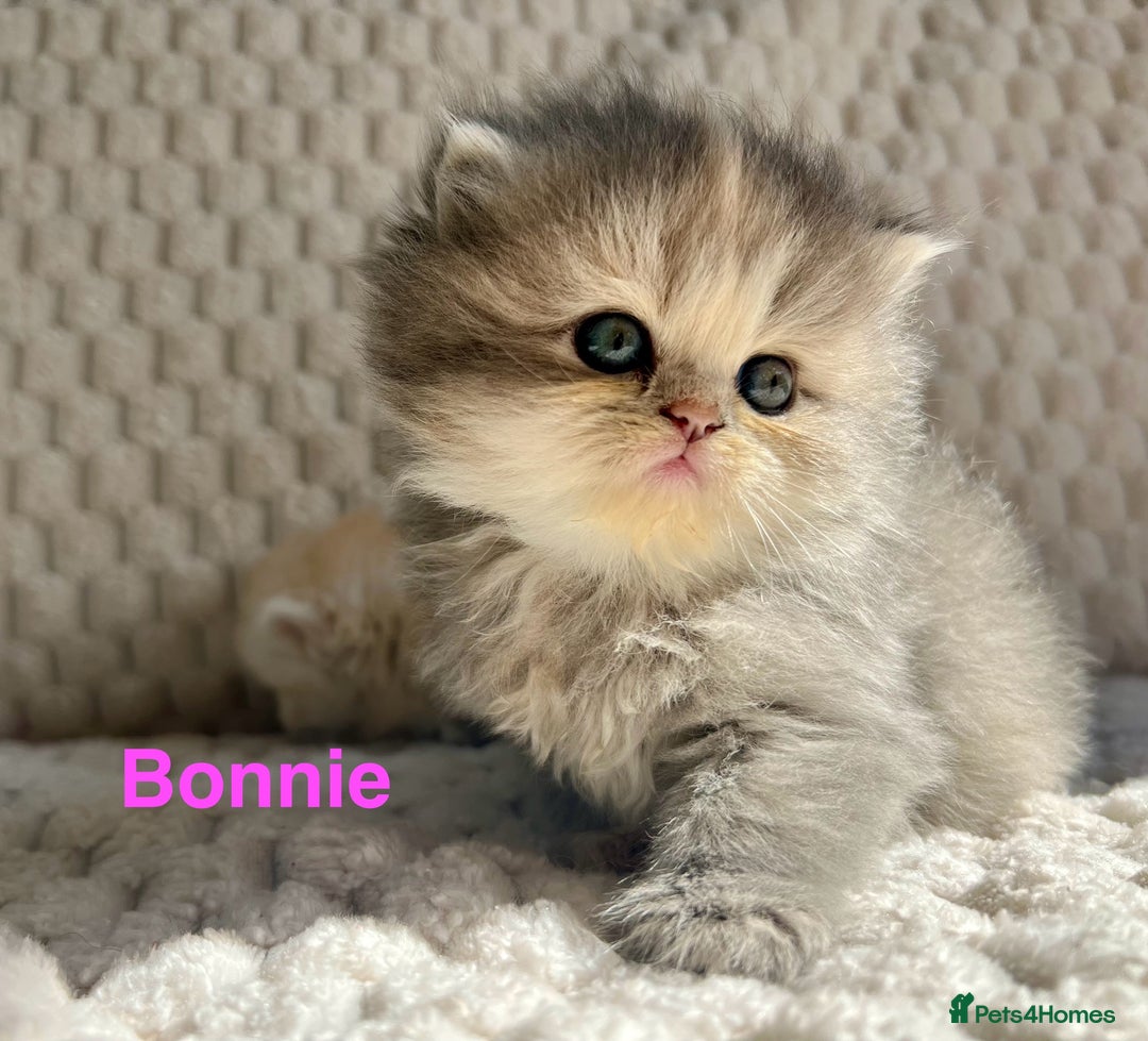 Persian cats for sale: 4 Beautiful Pure Persian Kittens PKD Neg - Image 4
