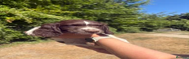 English Springer Spaniel 1