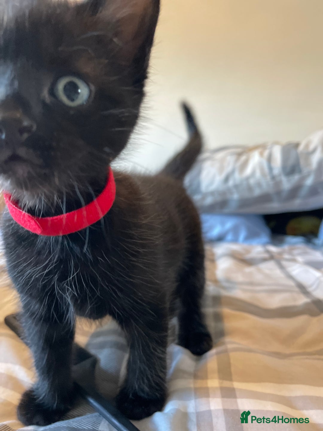 Mixed Breed cats for sale: Stunning kittens - Image 8
