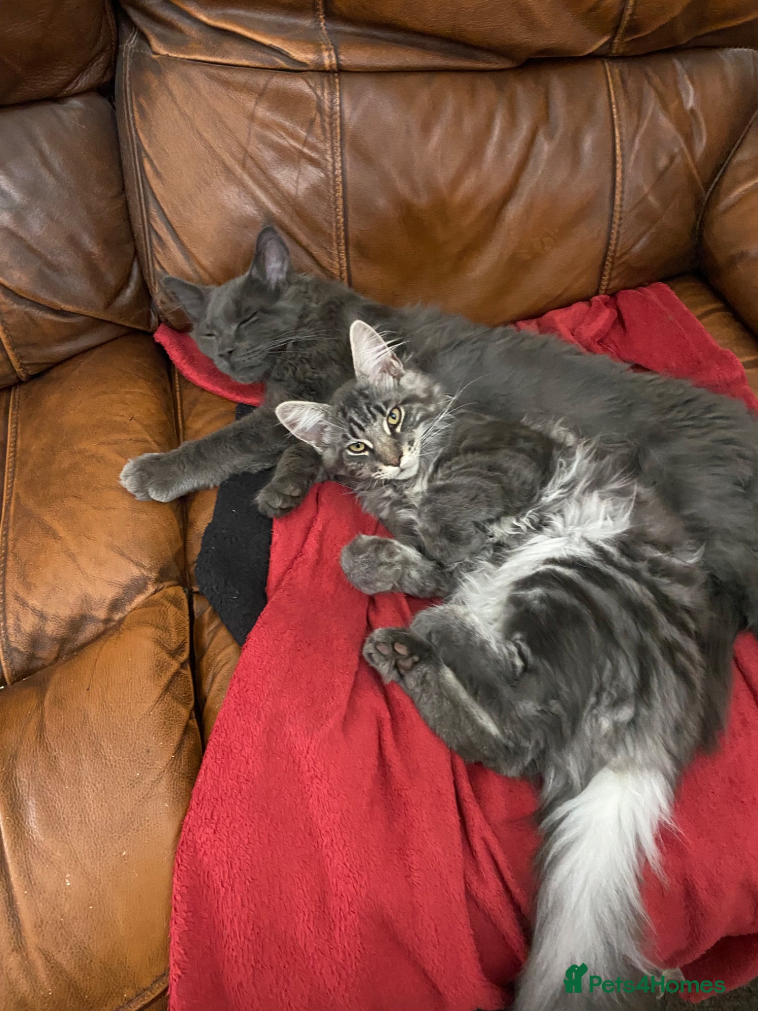 Maine Coon cats for sale: Tica boys available  - Advert 2