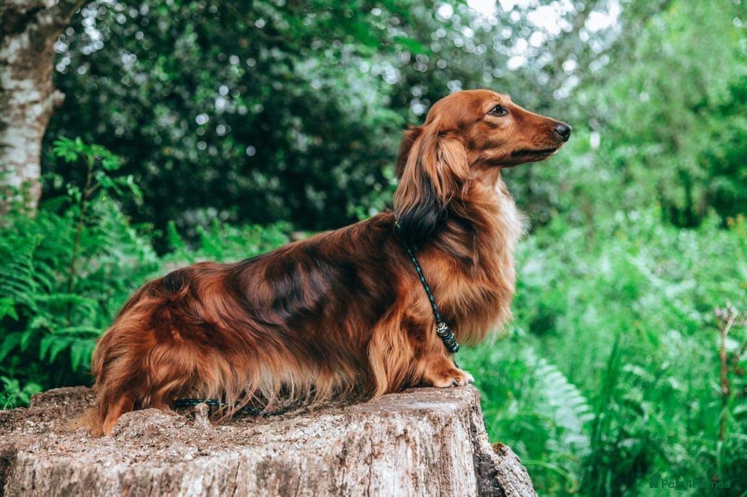 Miniature Dachshund dogs for sale: RED Russian Pedigree Miniature Dachshunds - Image 15