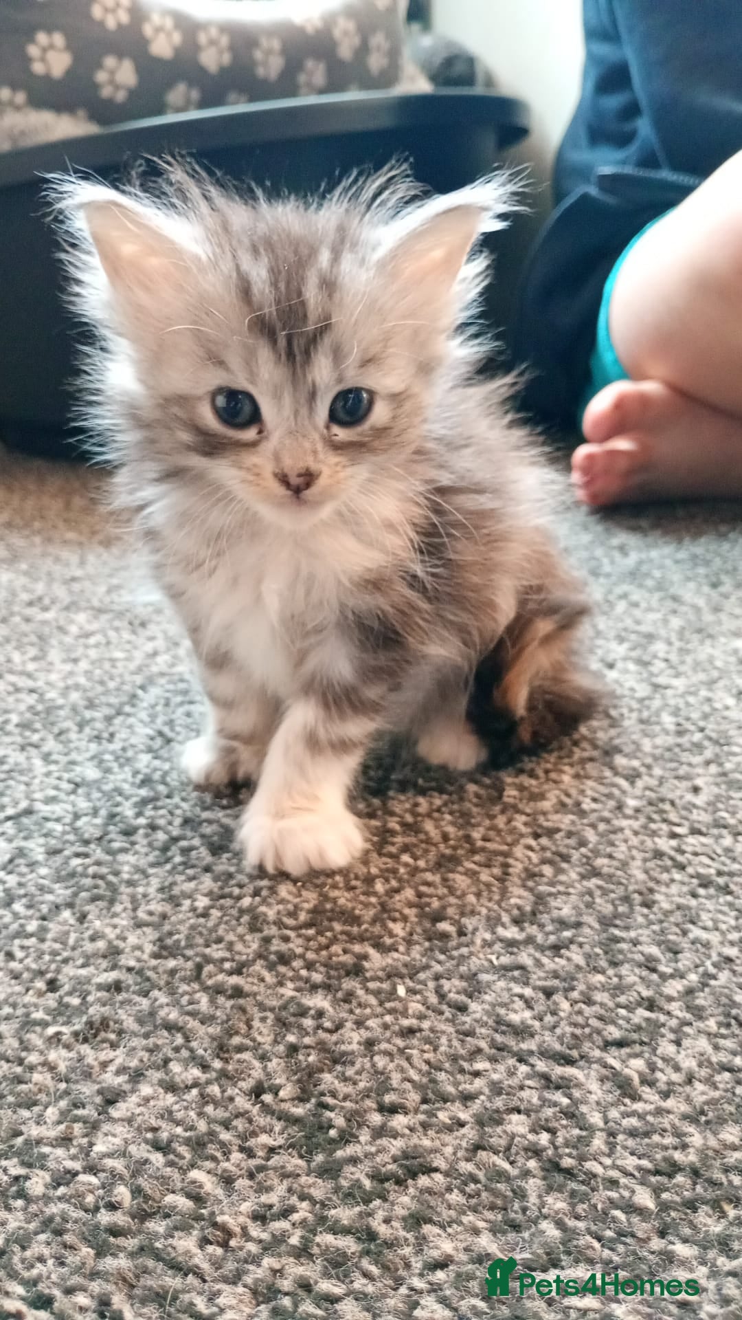 Maine Coon cats for sale: 5 Maine coon X kittens for sale  - Advert 5