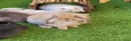 Mini Lion Lop rabbits for sale: Stunning Mini Lion Lops - READY SATURDAY - Advert 11