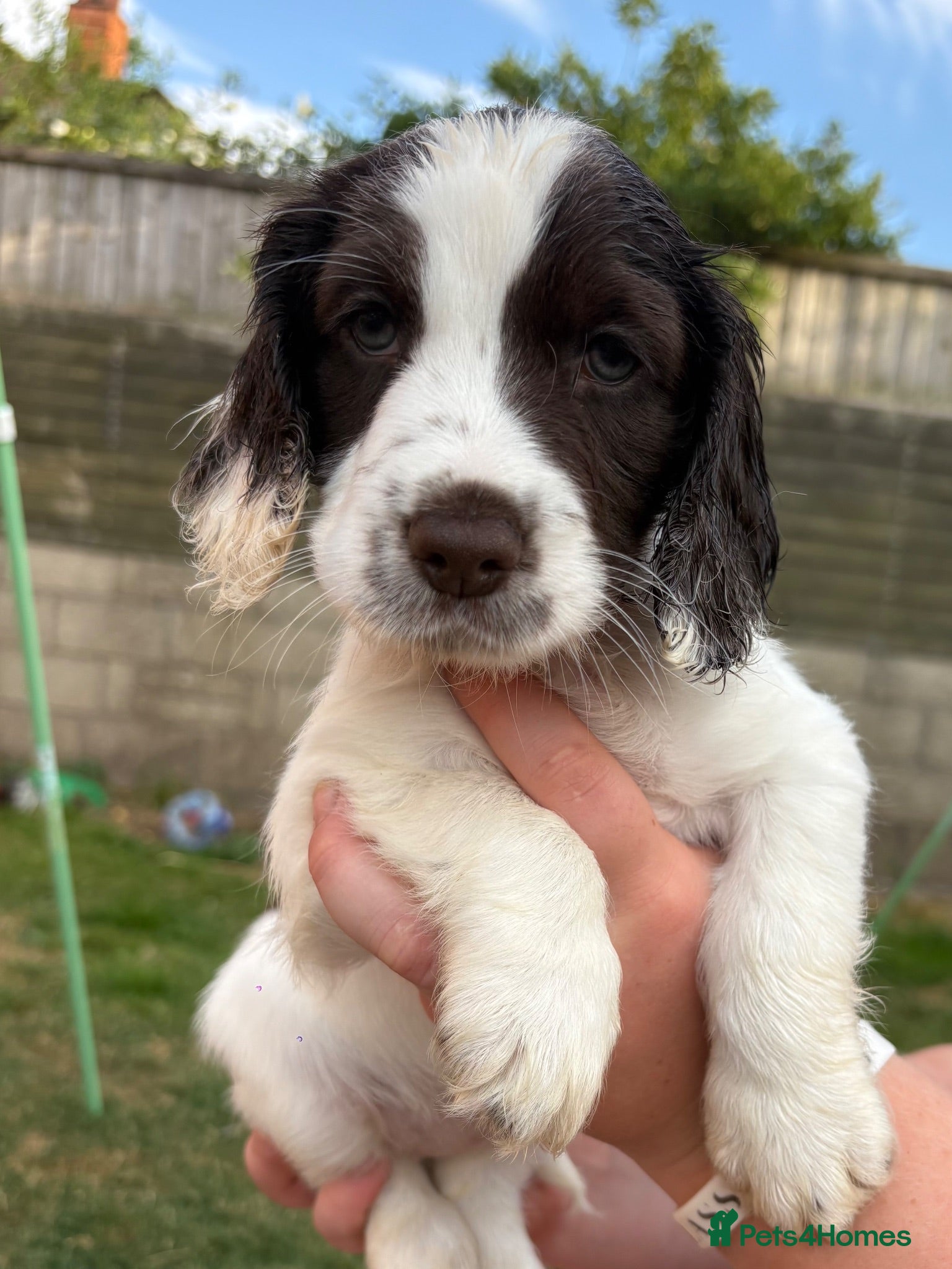 Cocker Spaniel dogs Cocker spaniel puppies from health tested parents  - Advert 15