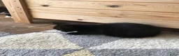 Mixed Breed cats for sale: Kittens  in Tamworth - Advert 7