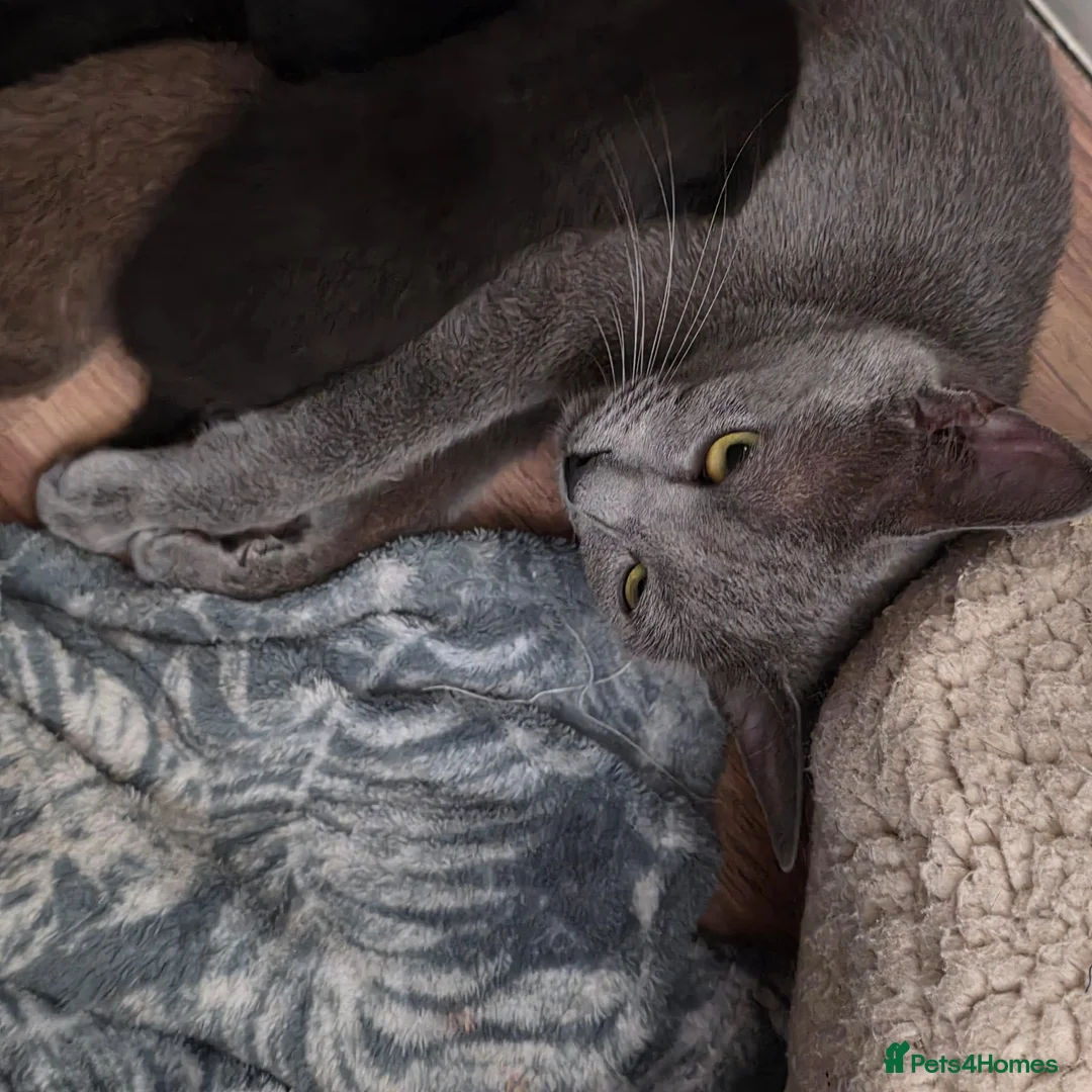 Mixed Breed cats for sale:  BEAUTIFUL RUSSIAN BLUE X BSH KITTENS  - Advert 2