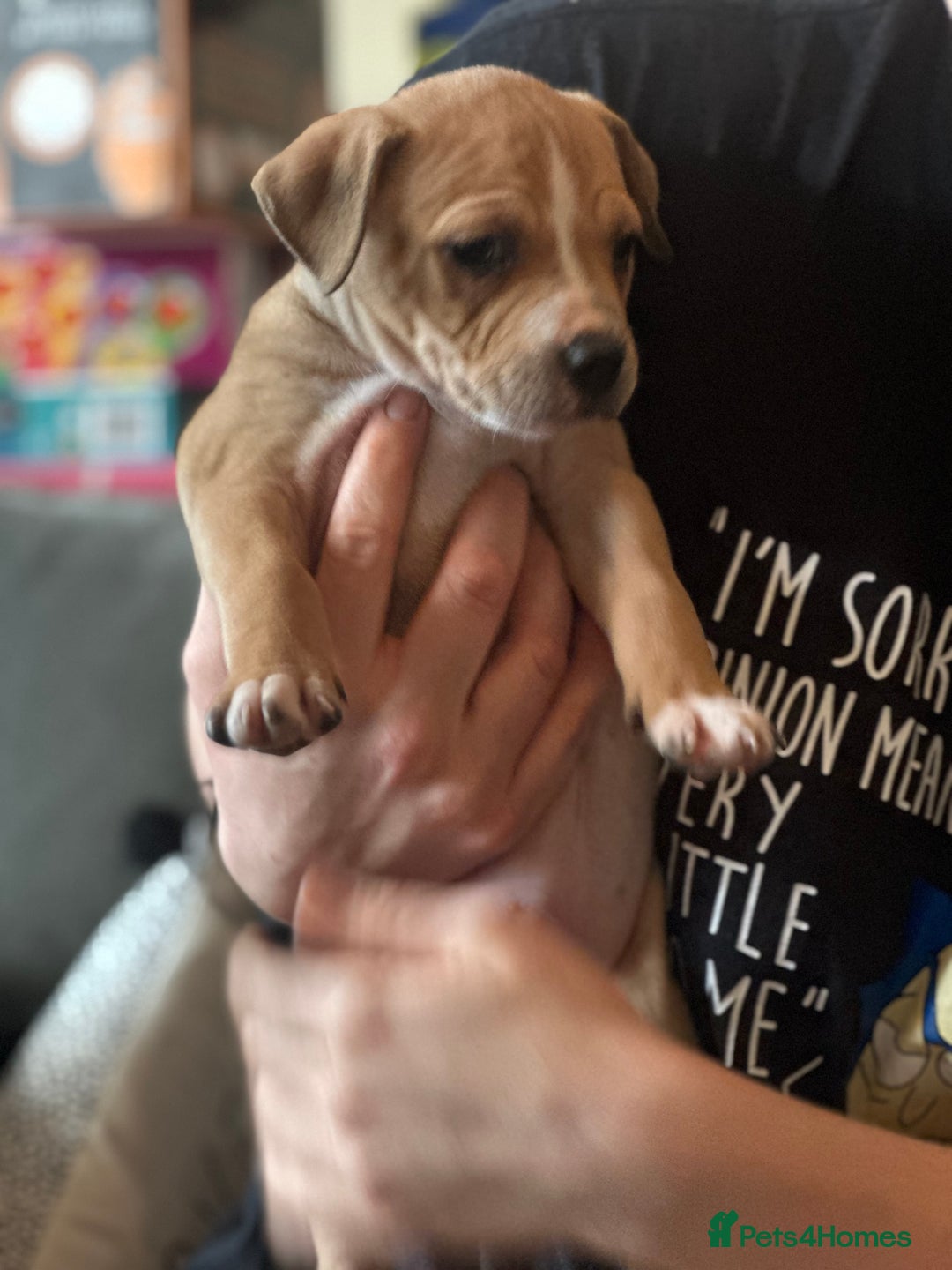 Mixed Breed dogs for sale: Gorgeous Female Puppy For Sale - Advert 2