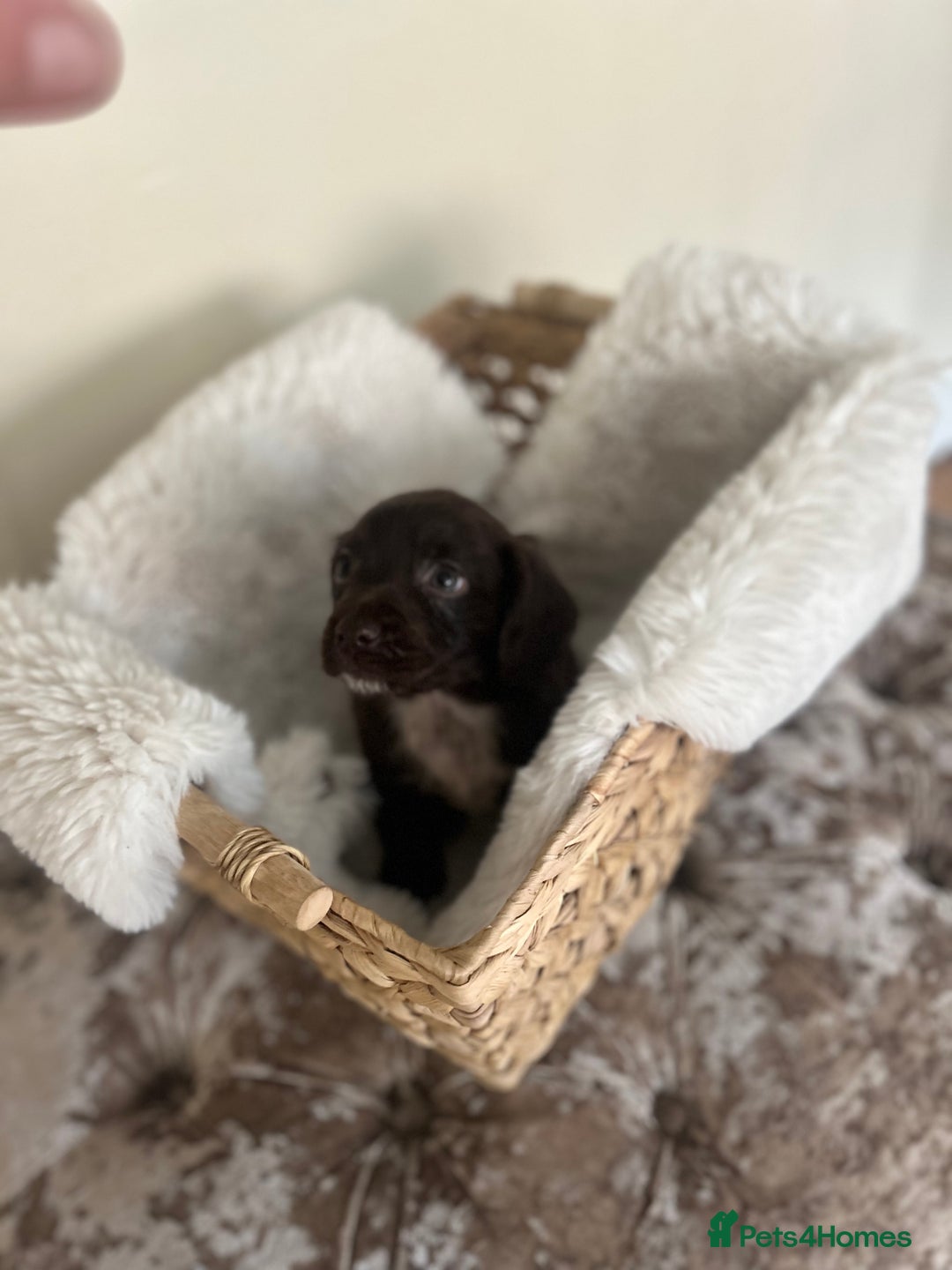 Cocker Spaniel dogs for sale: Merle cocker spaniel puppies  - Advert 8