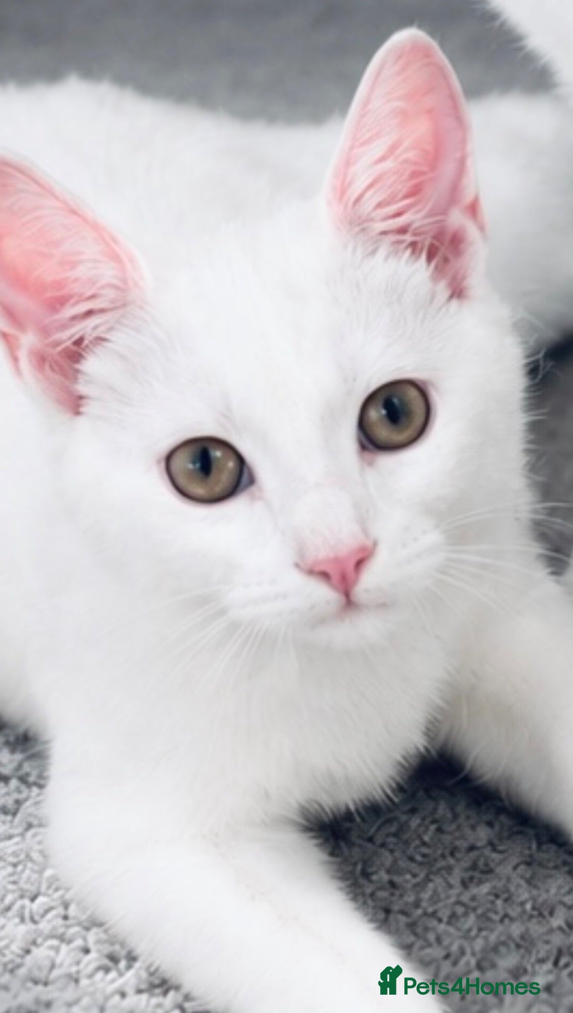 Mixed Breed cats AVAILABLE Pure white boy kitten 5 months old - Advert 8