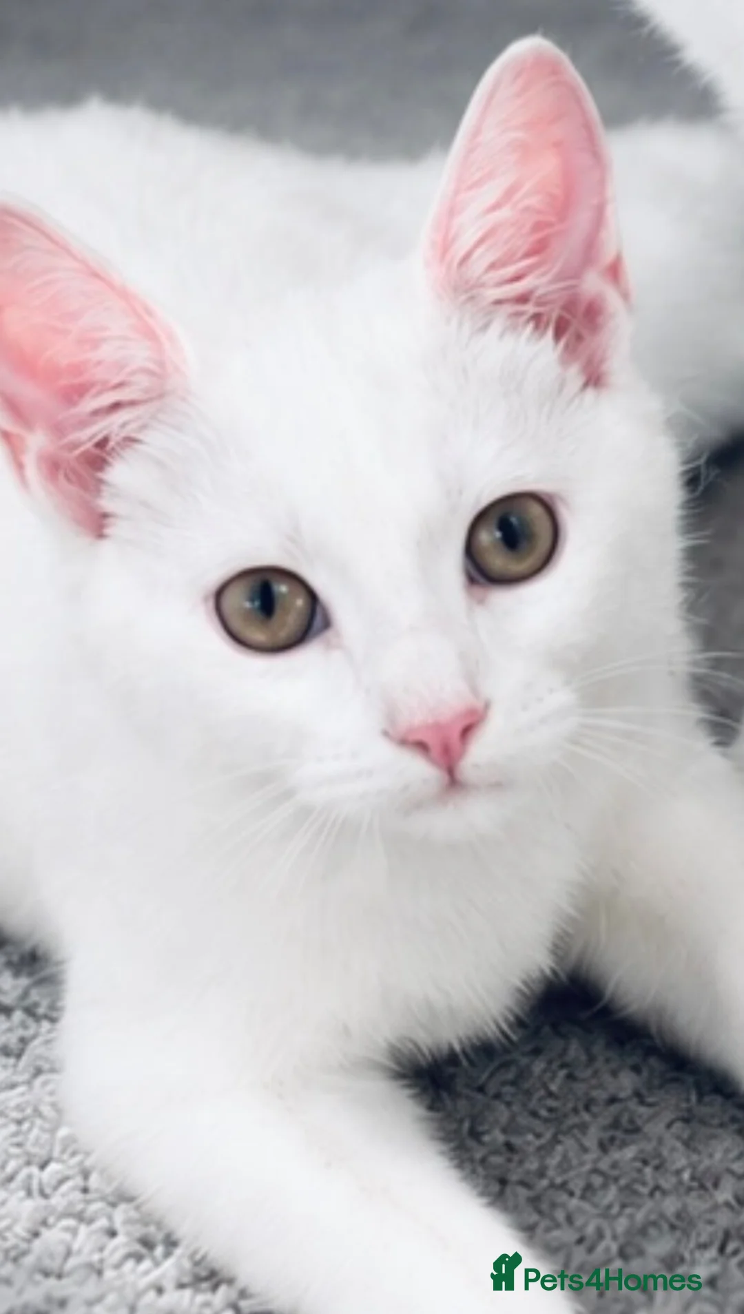 Mixed Breed cats for sale: AVAILABLE Pure white boy kitten 5 months old - Advert 1