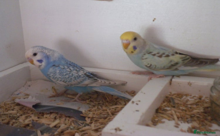 Budgerigars birds - Advert 10