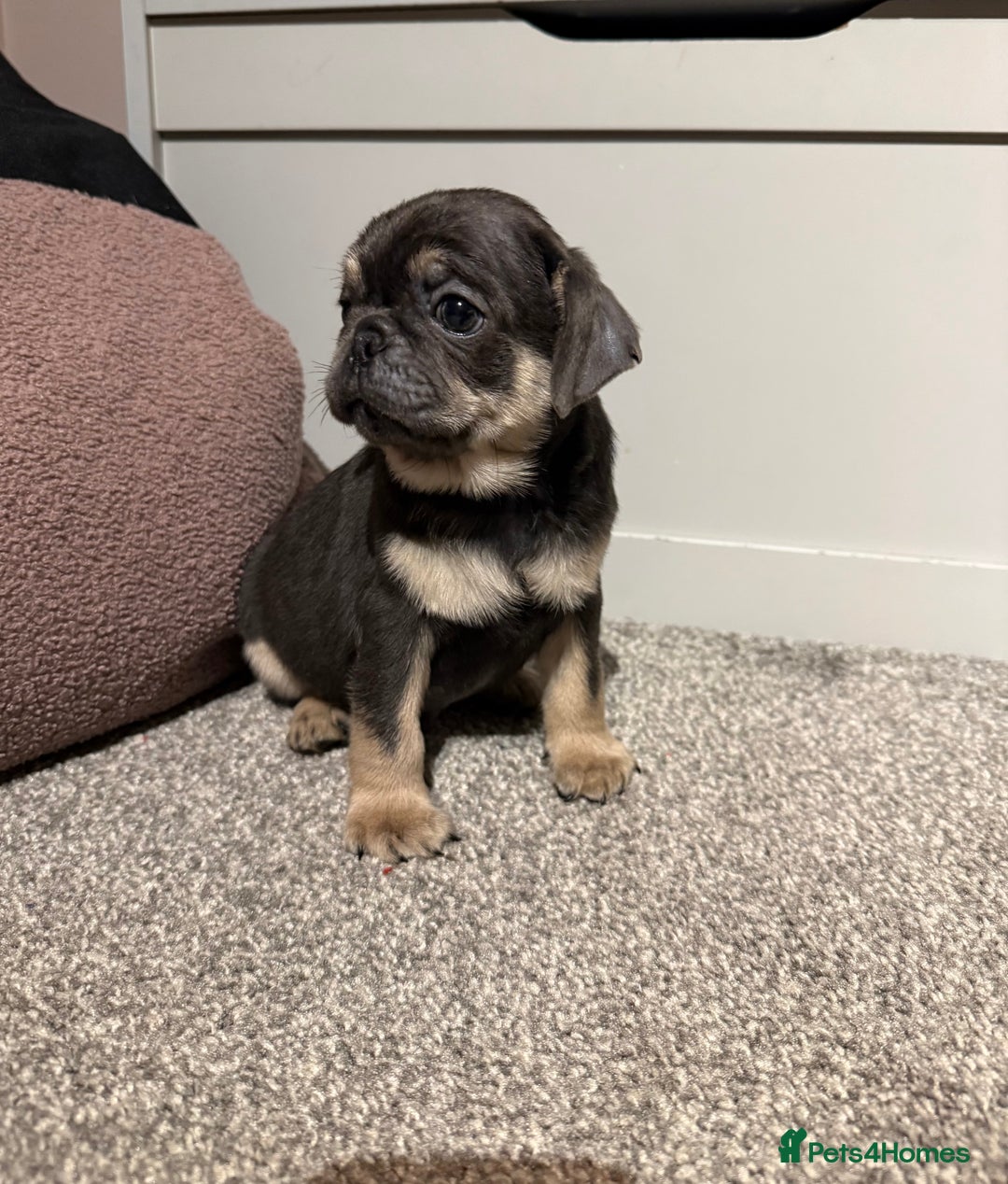 Pug dogs for sale: Only 2 left! Rare coloured pug puppies available  - Advert 32