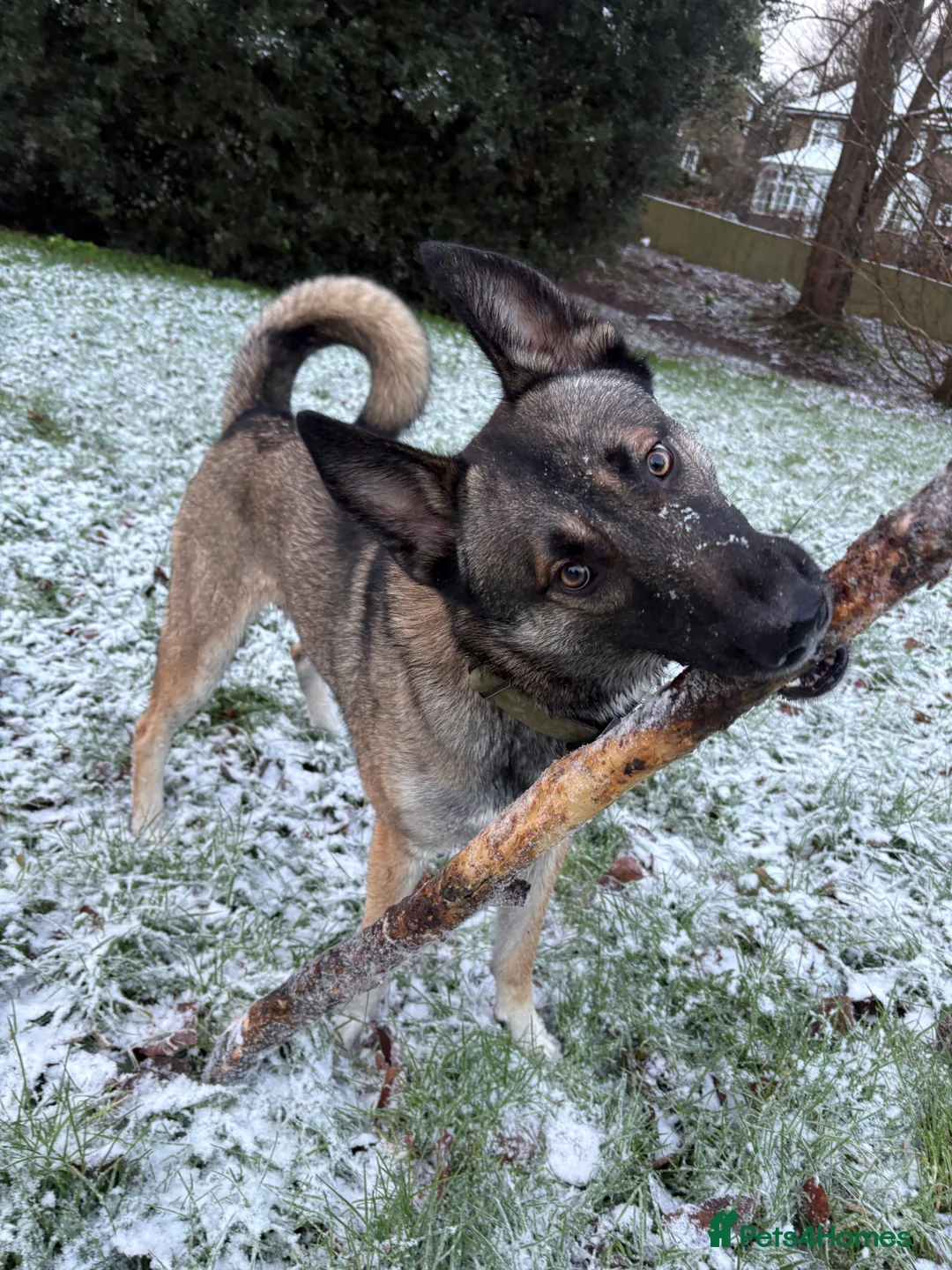 Mixed Breed dogs for sale: Lovely Mali x husky in need to active loving home  in Haywards Heath - Advert 2