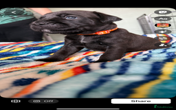 Mixed Breed dogs for sale: Lakeland x Boston terrier - Image 13
