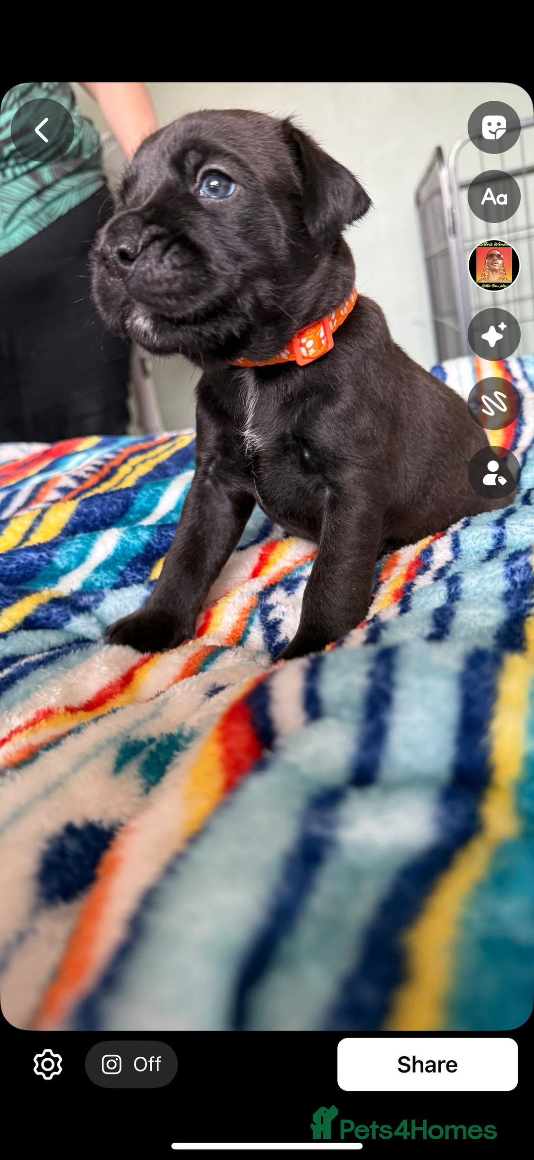 Mixed Breed dogs for sale: Lakeland x Boston terrier - Image 13