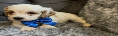 Cockapoo 1