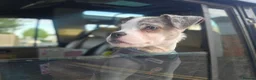 Mixed Breed dogs for sale: 7 month old bo jack in Gravesend - Advert 1