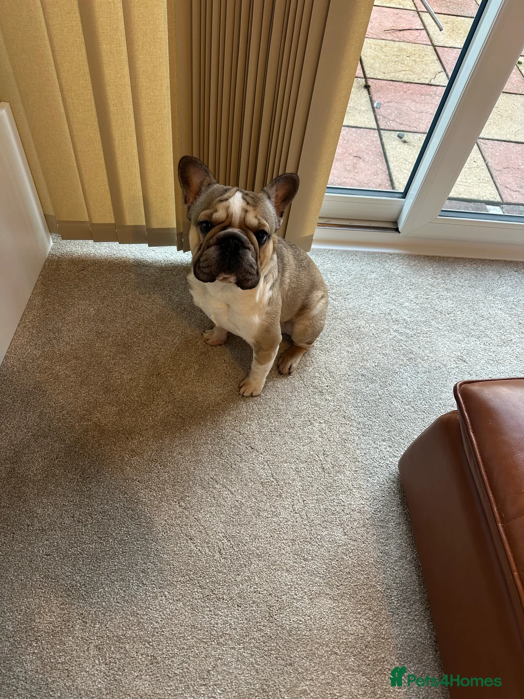 French Bulldog dogs for sale: French bulldog puppy - Advert 2