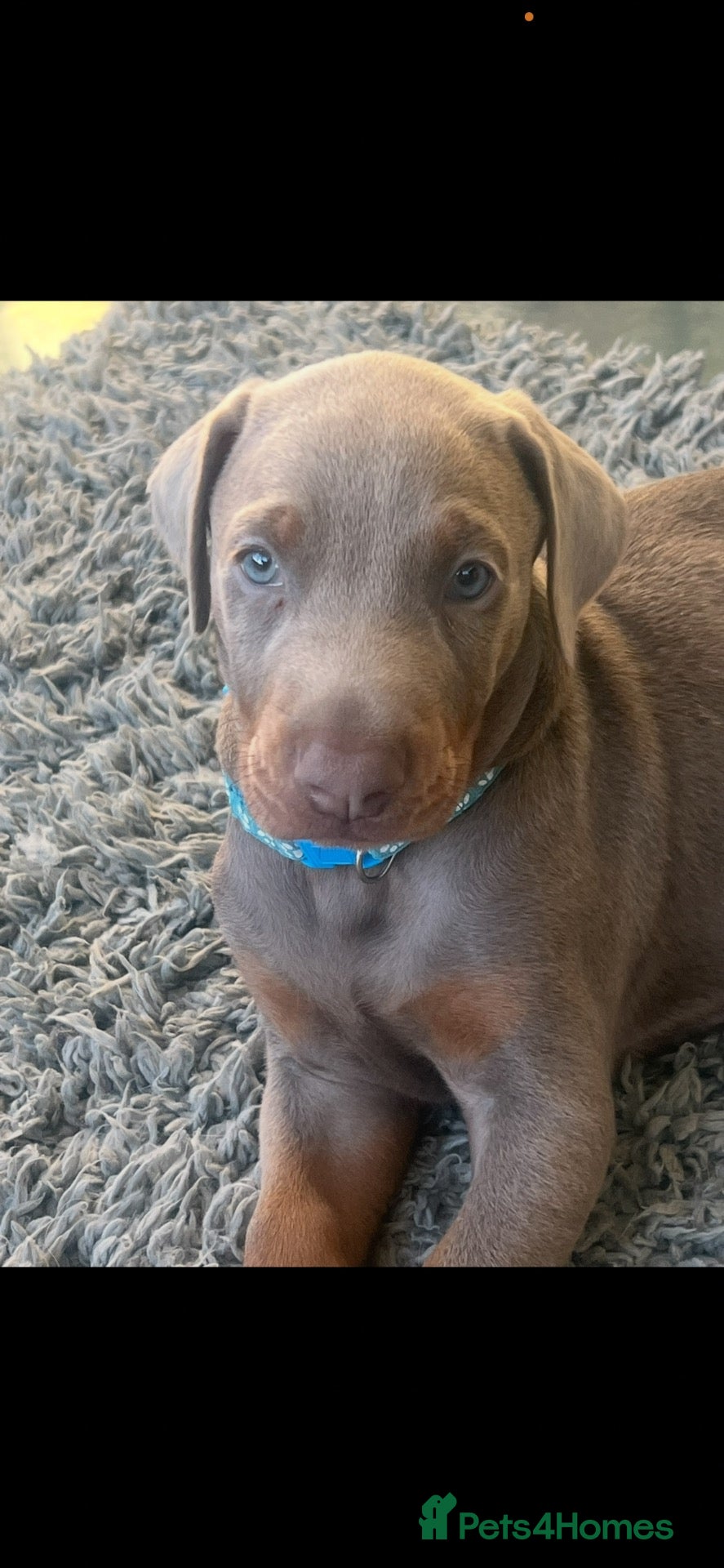 Dobermann dogs for sale: OUTSTANDING ISOBELLA DOBERMANN PUPPY  - Advert 1