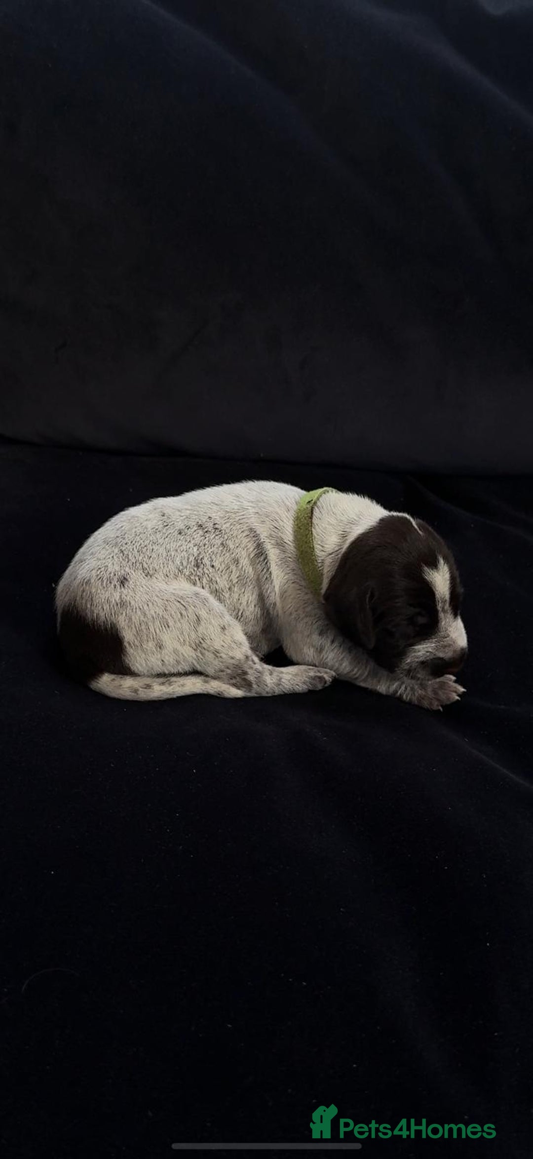 German Wirehaired Pointer dogs for sale: Beautiful GWP's for sale KC Registered - Image 13