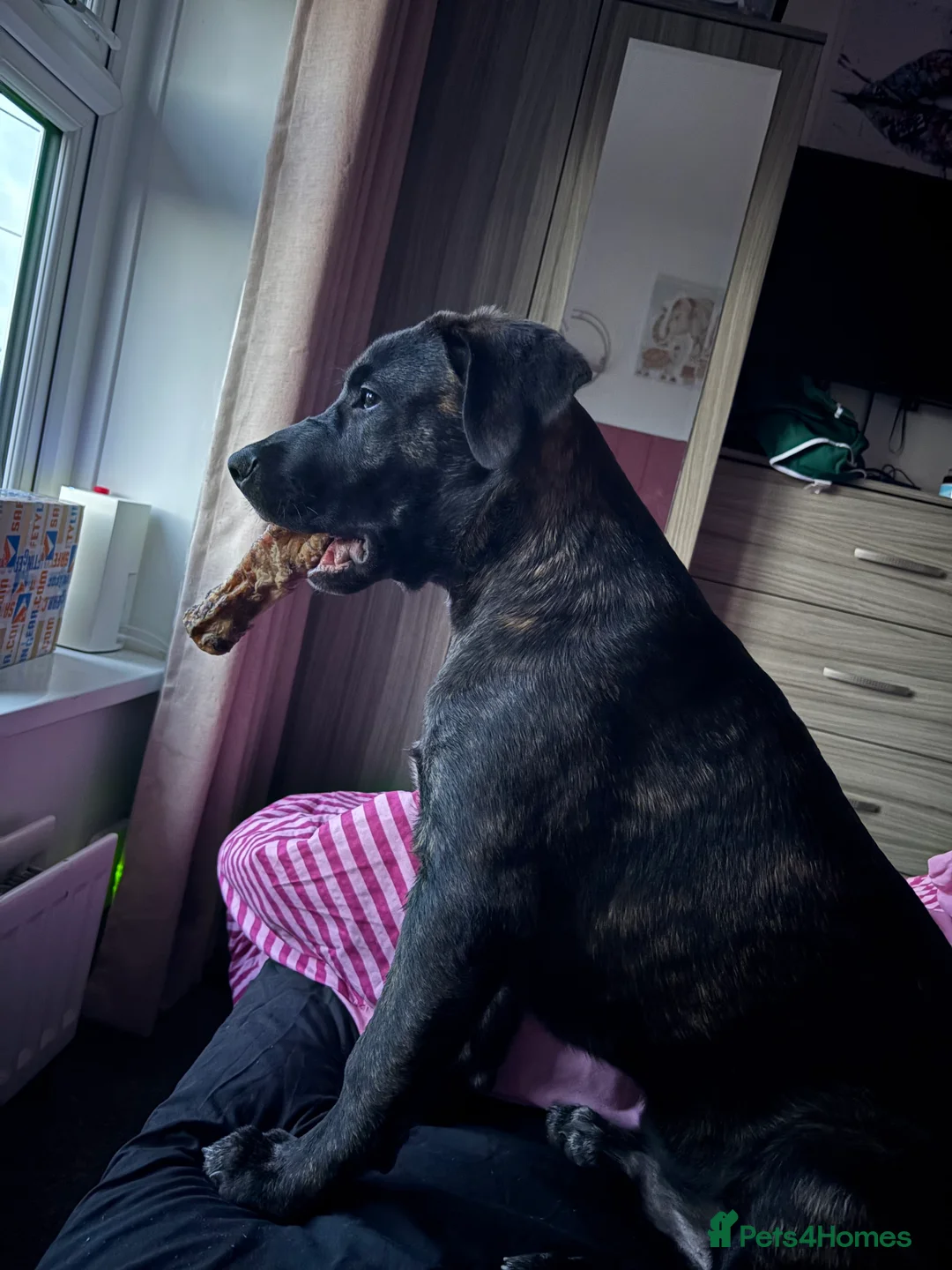 Mixed Breed dogs for sale: 8 month old bully mix/german shepherd  - Advert 6