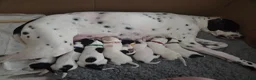 Pointer dogs for sale: English Pointers in Pontypool - Advert 2