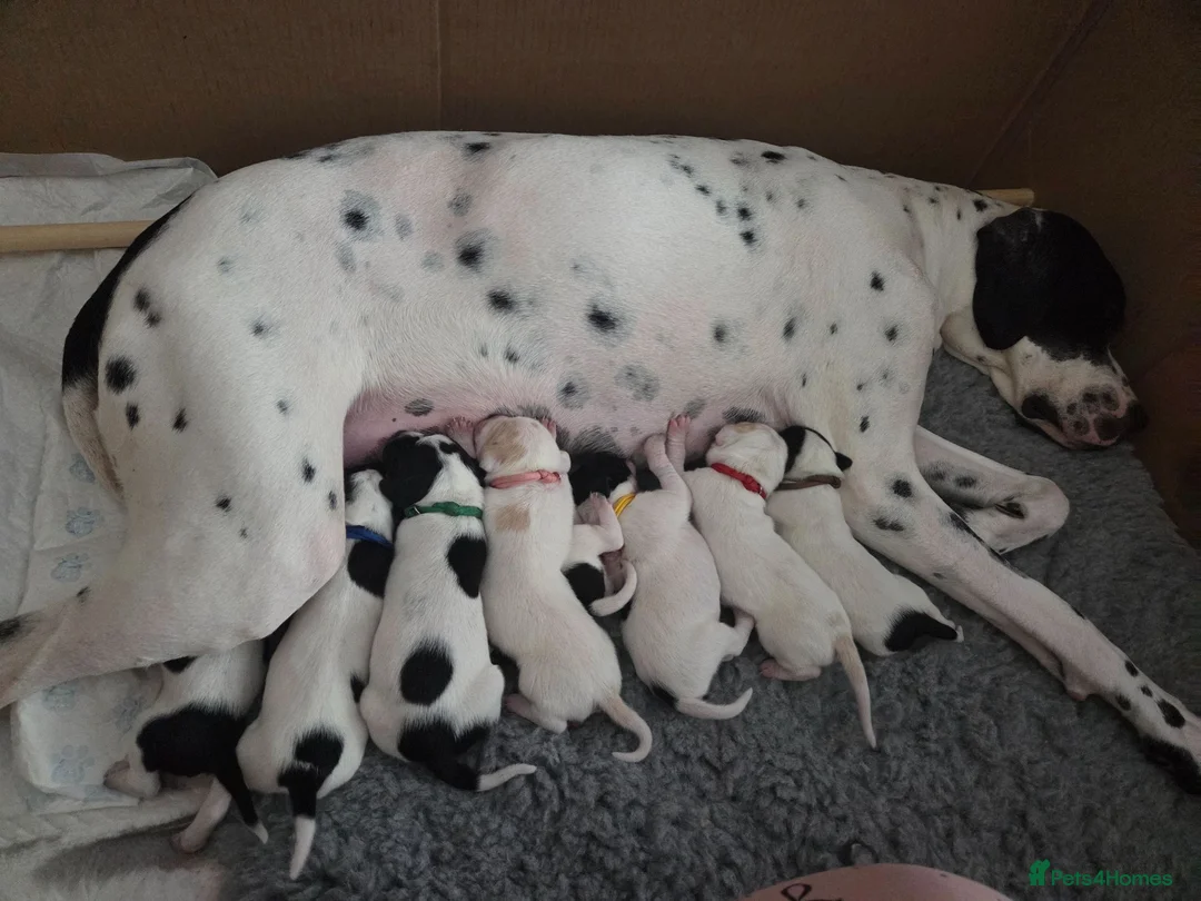 Pointer dogs for sale: English Pointers in Pontypool - Advert 2