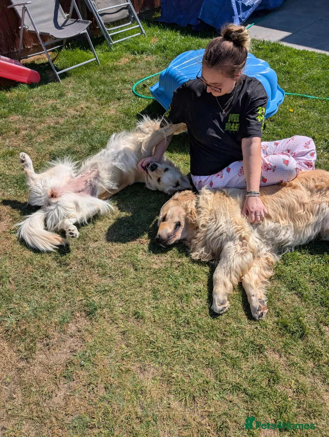 Golden Retriever dogs for sale: Health tested cream Golden Retriever pups - Advert 11