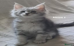 Maine Coon cats for sale: 2 MaineCoon boys - Image 2