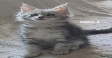 Maine Coon cats - Advert 6