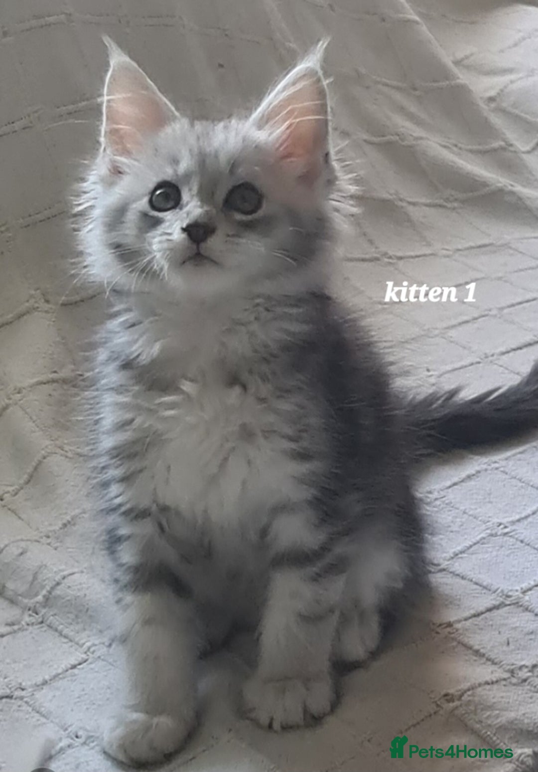 Maine Coon cats for sale: 2 MaineCoon boys - Image 2