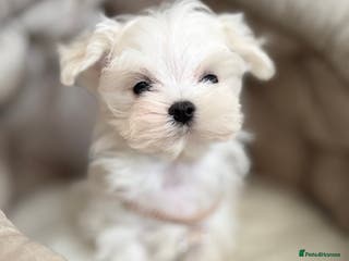 Maltese dogs Exclusive 🧬 DNA Tested 🧬 Full Korean Maltese - Advert 9