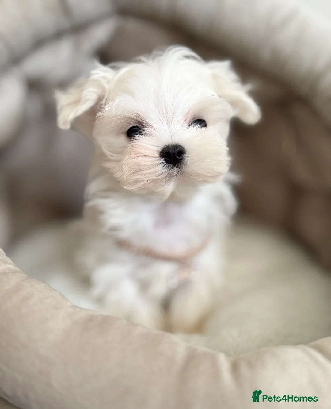 Maltese dogs for sale: 🩵Full Korean Line Maltese Boy🩵 - Advert 1