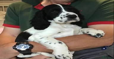 Cocker Spaniel dogs - Advert 6